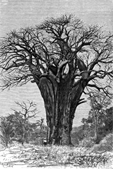 Baobab Tree Images Stampe: Baobab tree