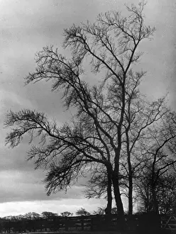 Bare Trees In Winter Stampe: Bare Winter Trees