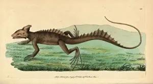 Zoological Illustrations History Stampe: Basilisk, Basiliscus basiliscus