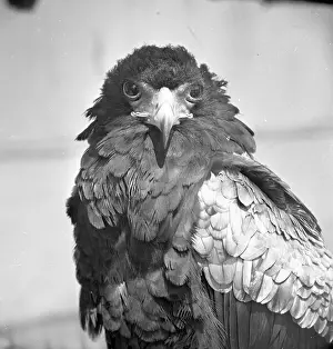 Bateleur Eagle Stampe: Bateleur eagle
