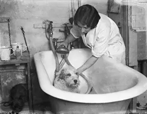 Lavare un cane