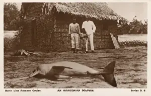 Stampe di Un delfino del fiume Amazonas arenato, un delfino di fiume d'acqua dolce endemico dei sistemi fluviali Orinoco, Amazona e Araguaia/Tocantins del Brasile, Bolivia, Perù Iniidae Stampe: Un delfino della foce dell'Amazzoni arenato.