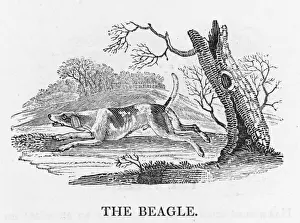 Bewick Prints Stampe: Beagle (Bewick)