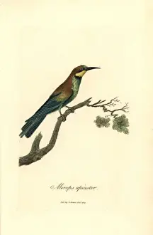George Graves Engraving Stampe: Bee-eater, Merops apiaster