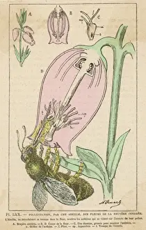 Stampe di Una farfalla si nutre di un fiore incolta Imenotteri Stampe: La pollinazione dell'ape