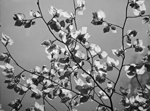 Beech Tree Leaves Stampe: Beech Leaves