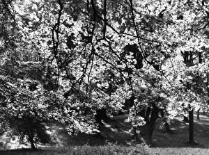 Beech Tree Leaves Stampe: Beech Tree Leaves