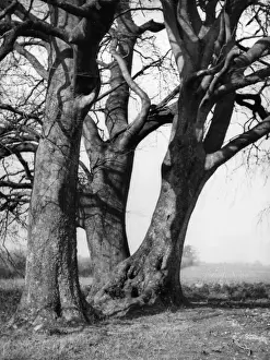 Beech Trees Stampe: Beech Trees