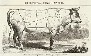 Immagini Correlate Stampe: Tagli di Carne Diagrame del 1855
