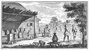 Honey Production Process Stampe: Beekeeping / Diderot
