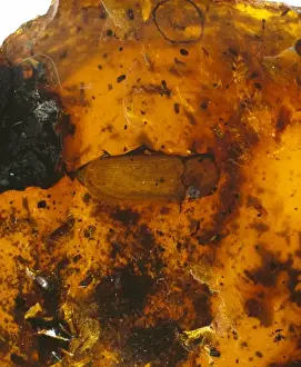 Upper Cretaceous Period Stampe: Beetle in amber