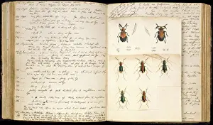 Stampe di Spiegazione di doppia pagina con illustrazioni a matita e acquerello delle farfalle da betulla realizzate da Henry Walter Bates Scarafaggio Stampe: Disegni di scarafaggi