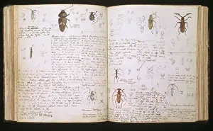 Insetti Stampe: Beetles