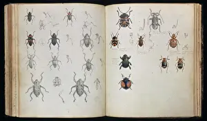 Stampe di Spiegazione di doppia pagina con disegni a matita e acquerello di scarafaggi realizzati da Henry Walter Bates Scarafaggio Stampe: Beetles