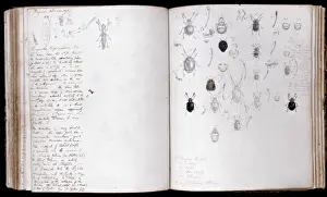 Stampe di Spiegazione di pagina delle illustrazioni a matita e acquerello di coleotteri curate da Henry Walter Bates Scarafaggio Stampe: Beetles