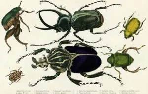 Scarabeo gigante di Golia ecc.