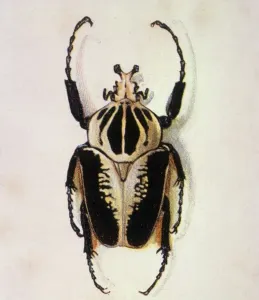 Scarafaggio Stampe: Scarabeo gigante di Golia