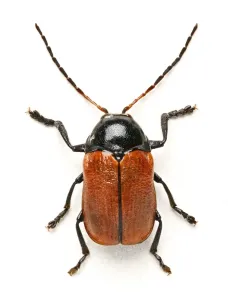 Scarafaggio Stampe: Coccinella di Hazel Pot