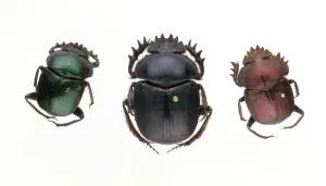 Scarafaggio Stampe: Scarabei di scarafaggio nero