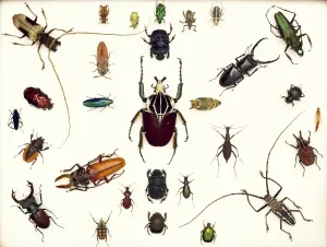 Scarafaggio Stampe: Esemplari di coleotteri vari.