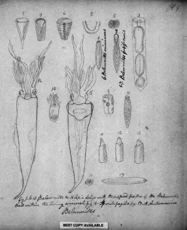 Cefalopodi Stampe: Belemnites