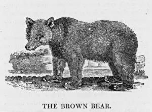 Stampe di Descrive il lupo araneo di Bewick come un animale selvaggio e solitario Thomas Bewick Stampe: Orso marrone Bewick