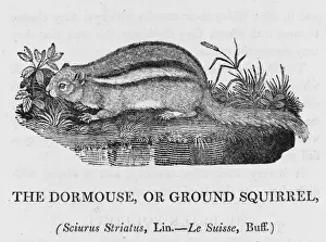 Bewick Prints Stampe: Bewick / Chipmunk