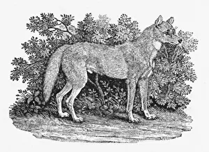 Whipsnade Zoo Animals Stampe: Bewick Dingo