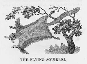 Bewick Prints Stampe: Bewick / Flying Squirrel