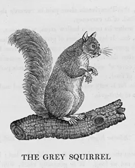 Bewick Prints Stampe: Bewick / Grey Squirrel
