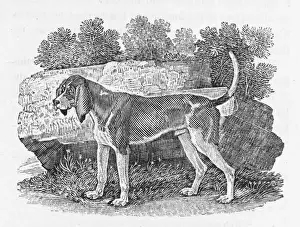 Rare Dog Breeds UK Stampe: Bewick Hound