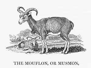 Capra Stampe: Mouflon di Bewick