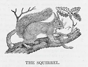 Stampe di Questo è il coniglio rosso (Sciurus vulgaris). Questa specie era una volta molto diffusa nel Regno Unito ma ora è stata sostituita dalla sua cugina grigia proveniente dall'America Scoiattolo Rosso Stampe: Cincillino rosso di Bewick
