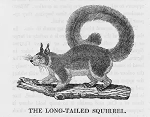 Indian Subcontinent Animals Stampe: Bewick Squirrel Longtail