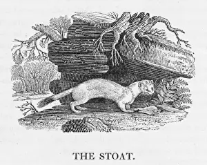 Northern Hemisphere Wildlife Stampe: Bewick / Stoat