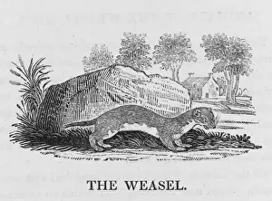 Mustelid Animals Stampe: Bewick / Weasel