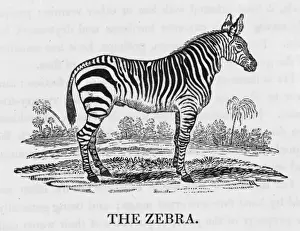 Equus Burchelli Stampe: Bewick / Zebra