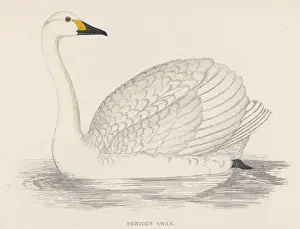 Victorian Era Wildlife Art Stampe: Bewicks Swan