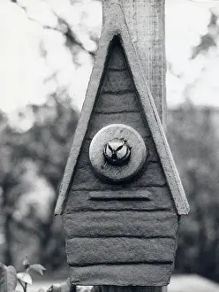 Blue Tit Nesting Box Stampe: Bird looking out of a nesting box
