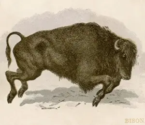 Wild Animal Behavior Images Stampe: Bison Charging