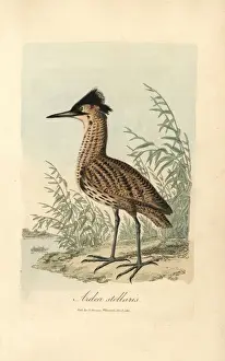 Bittern Bird Stampe: Bittern, Ardea stellaris, Botaurus stellaris