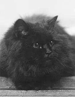 Gatti (domestici) Stampe: Gatto nero
