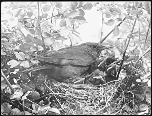 Nature Photography UK Stampe: Blackbird Nesting