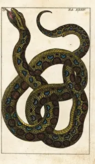Snake Illustration Stampe: Boa constrictor