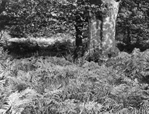 English Forest Scenery Stampe: BRACKEN