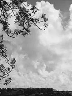 Atmospheric Cloud Formations Stampe: Branches and Clouds