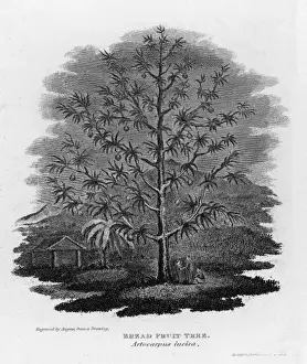 Fruit Tree Images Stampe: Breadfruit Tree