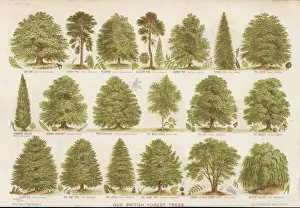 Immagini Correlate Stampe: Alberi della foresta britannica