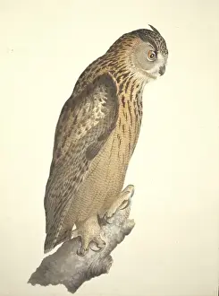 William MacGillivray Artwork Stampe: Bubo bubo, Eurasian eagle-owl