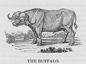 Mary Evans Prints Collection Stampe: Buffalo (Bewick)